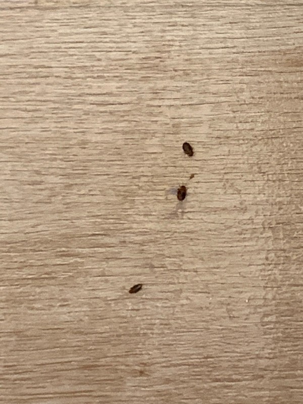 Traitement de punaise de lit dans un ehpad à Marseille -13