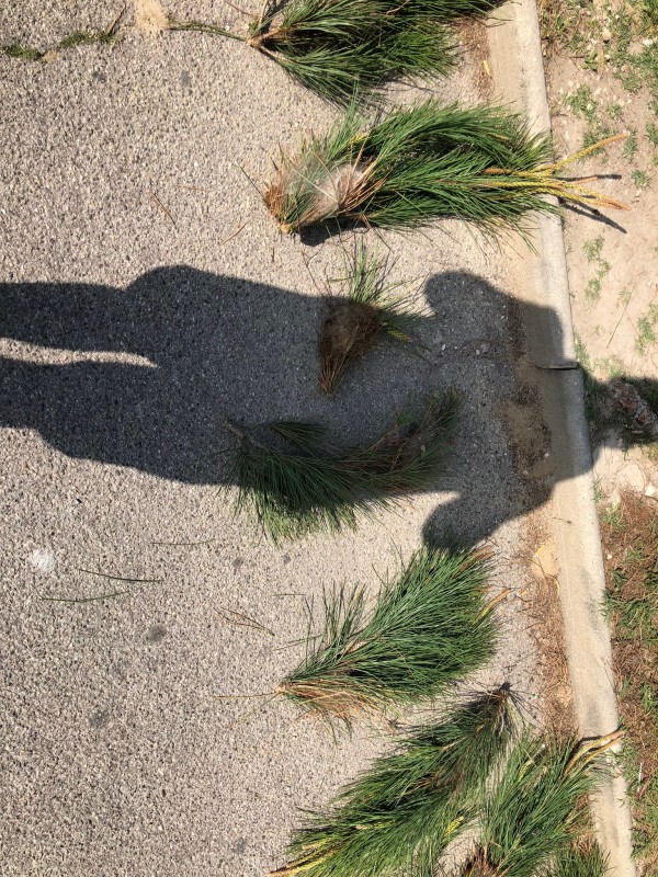 Que faire en cas d'invasion de chenilles processionnaires ? intervention sur un pin à Aix en provence dans les bouches du Rhones -13