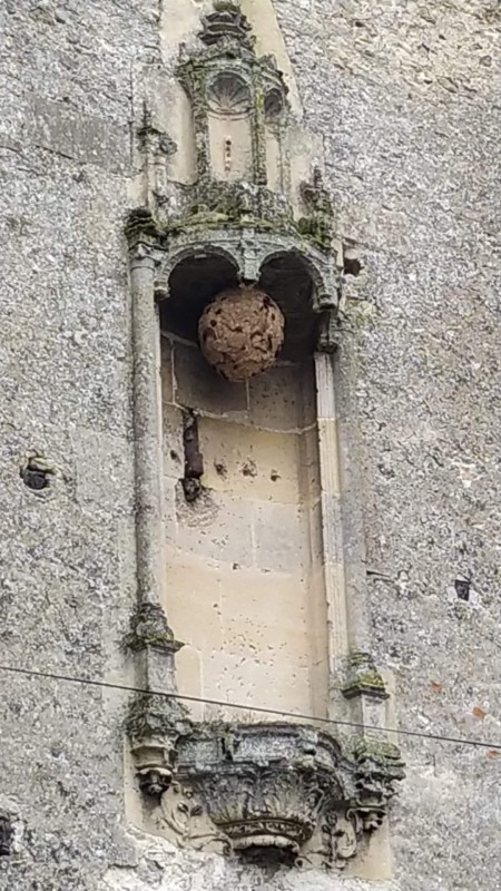 Traitement d’un nid de frelons asiatiques à Marseille centre ville