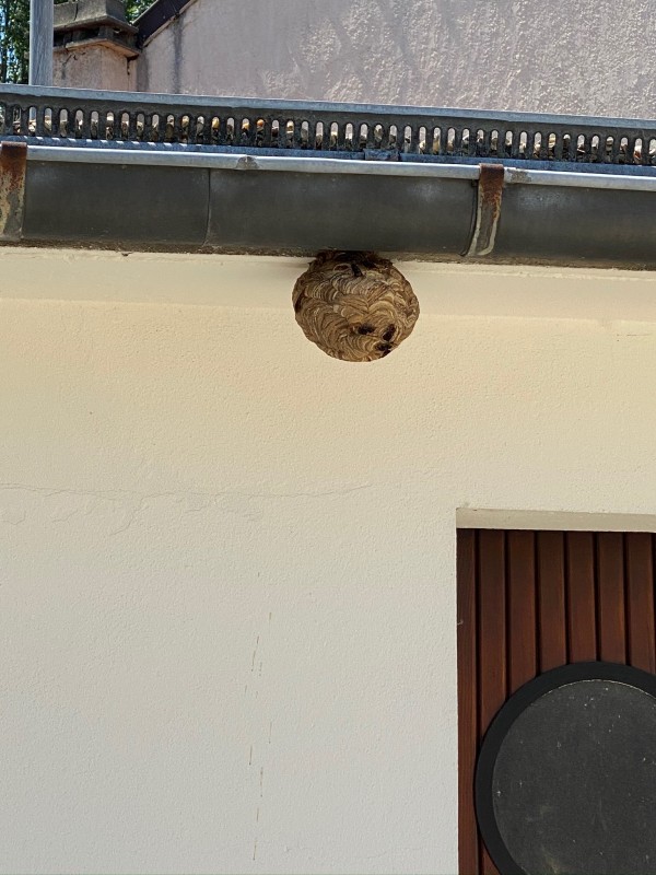 Traitement nid primaire de frelons asiatiques en région PACA