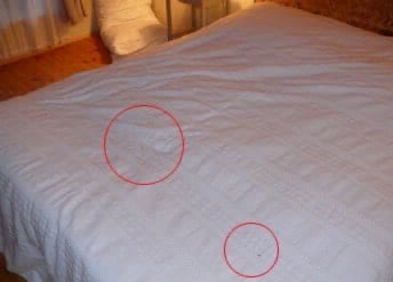 Traitement punaises de lits sur un bateau de croisière sur le Rhone suite à une forte infestation 