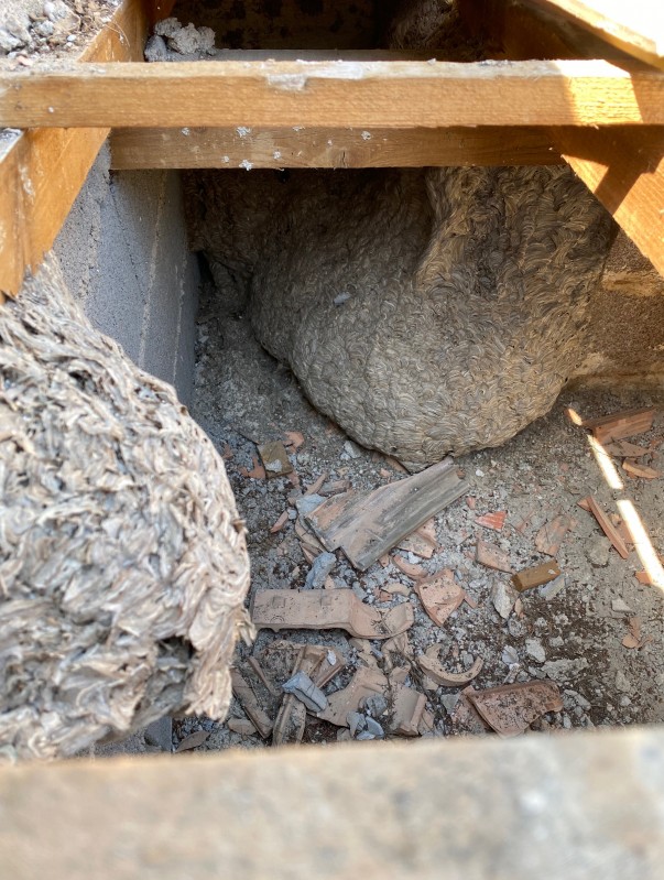 Traitement d’un nid énorme nid de guêpes sur la Commune de Saint-Rémy de Provence dans les Bouches-du-Rhone