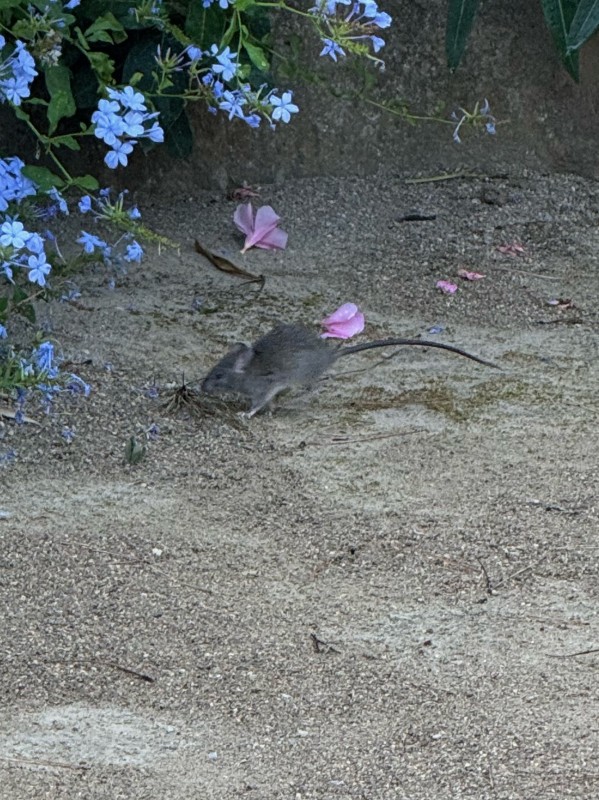 Traitement de dératisation à Saint-Tropez dans le Var suite à une infestation de mulots dans le jardin
