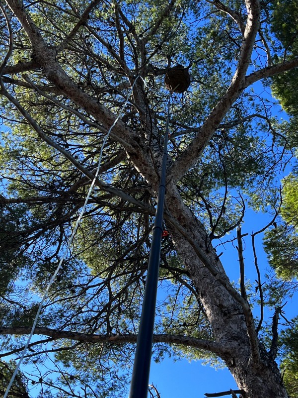 Intervention nid de frelons asiatiques en haut d’un arbre à plus de 15 m de hauteur sur la commune de La Ciotat dans les Bouches-du-Rhône 13