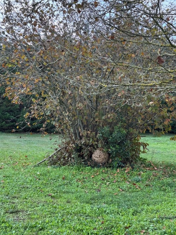 Énorme nid de frelons asiatiques au ras du sol à Rognes 13840 près d’Aix en Provence