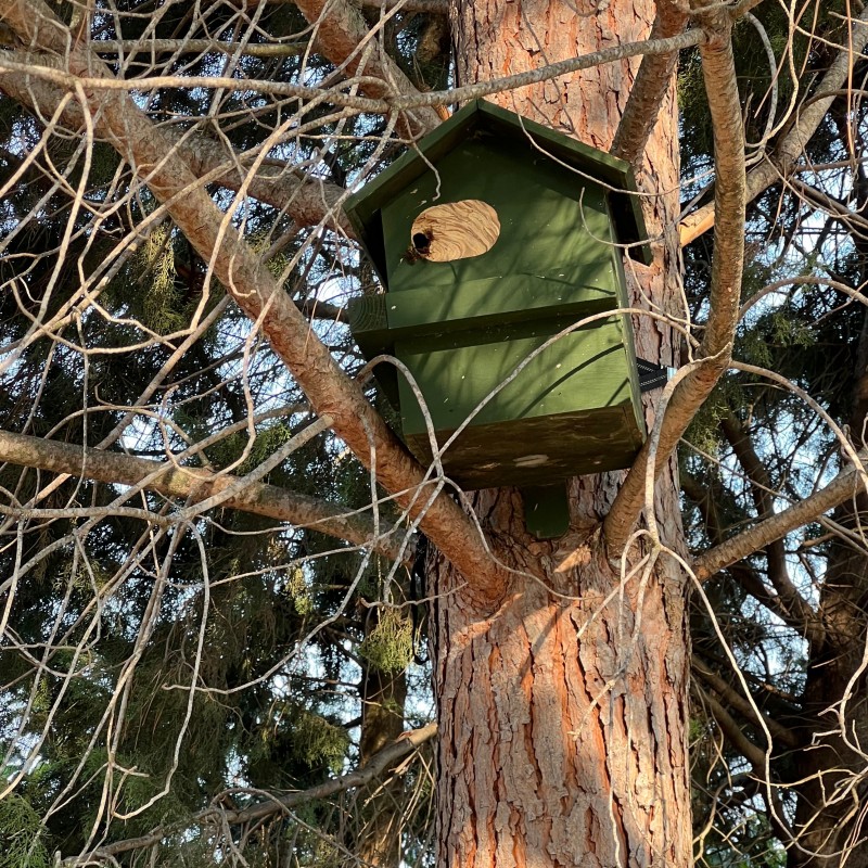 Traitement d’un nid de frelons européens dans une cabane à oiseaux à Arles dans les Bouches-du-Rhône (13)