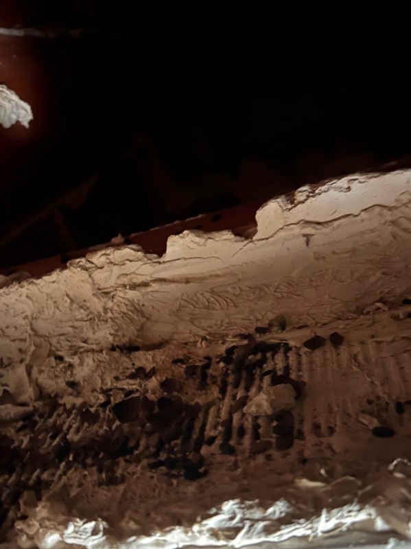 Traitement de dératisation suite à une infestation de rat dans les combles d’une villa de Saint Tropez dans le Var