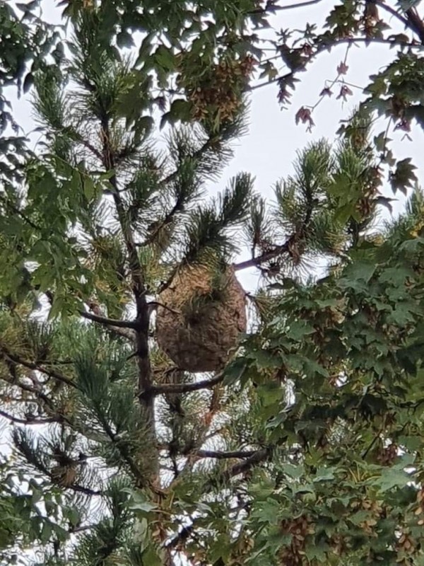 Traitement nid de frelons à 20 mètres de hauteur dans un arbre à Aix-en-Provence dans les bouches-du-Rhône (13)