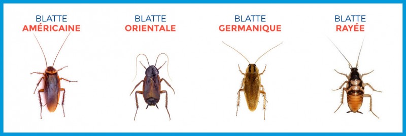 Différents types de blattes que vous pouvez découvrir dans notre région  PACA