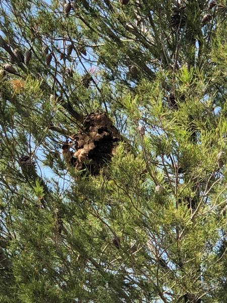 Entreprise spécialisé dans la destruction de nid de frelons asiatiques et européens à Marseille dans les Bouches du Rhone