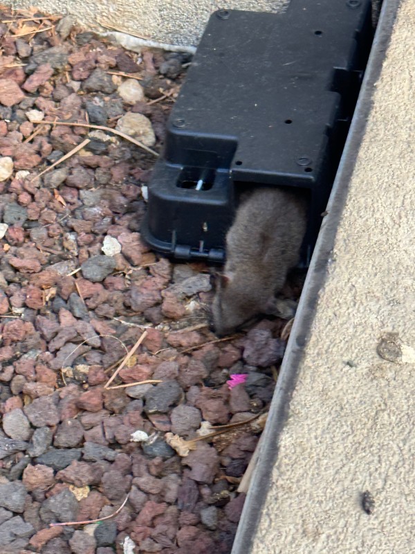 Professionnel de la dératisation à Marseille pour intervention rapide et efficace dans un logement, un local commercial ou une copropriété