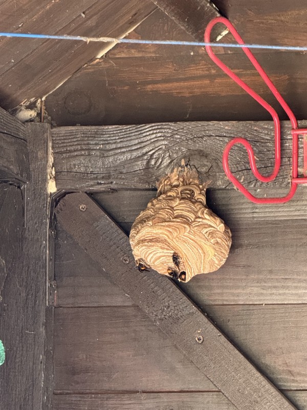 Traitement d'un nid de de frelons asiatique dans un cabanon de jardin à Ventabren 13122 proche d'Aix-en-Provence dans les Bouches-du-Rhone