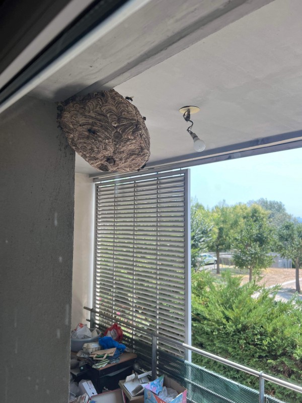 Traitement d’un nid de frelons asiatiques sur le balcon d’un appartement situé à Aix-en-Provence (13)