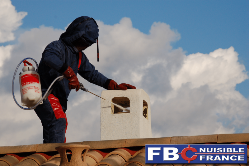 Destruction d'un nid de frelons asiatiques dans un conduit de cheminée à Vernegues dans les Bouches-du-Rhone (13)