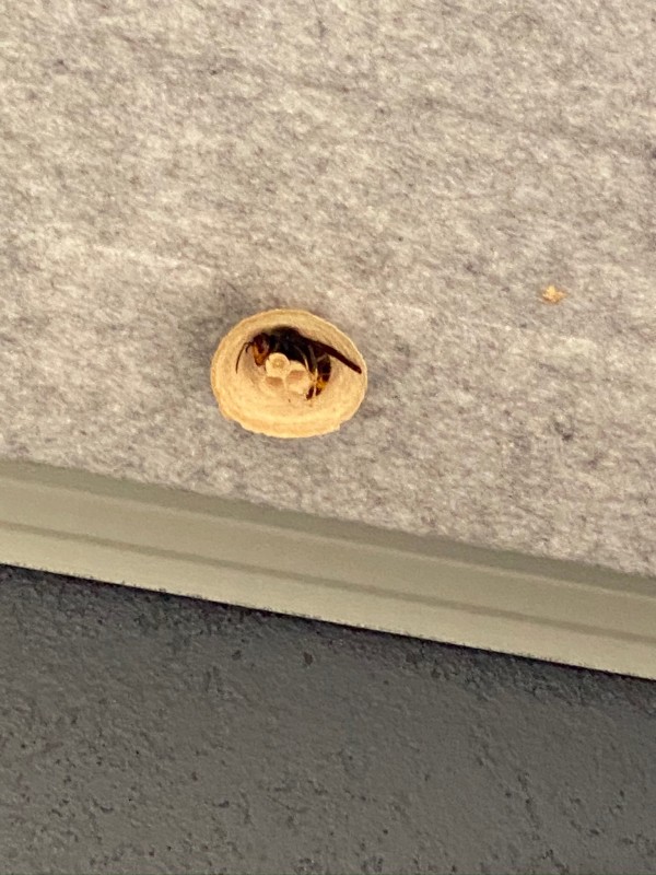 Traitement nid primaire de frelons asiatiques en région PACA