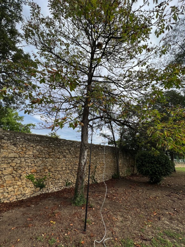 Énorme nid de frelons asiatiques en haut d’un arbre à Avignon dans le Vaucluse (84)