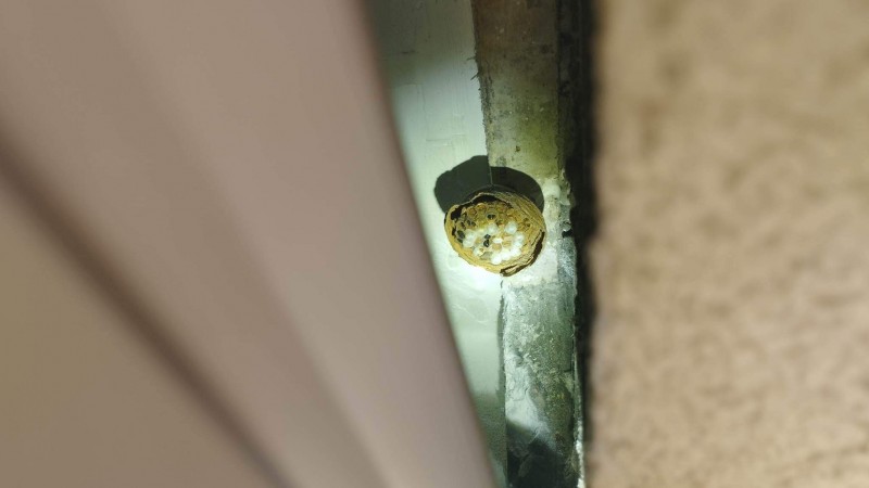 Traitement nid de frelons asiatique dans le volet roulant d’une cliente à  Marseille dans les Bouches-du-Rhône  (13)