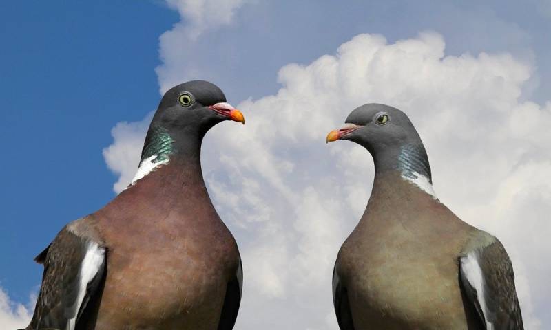 Wallapaper duo de pigeon dans le ciel de Frejus